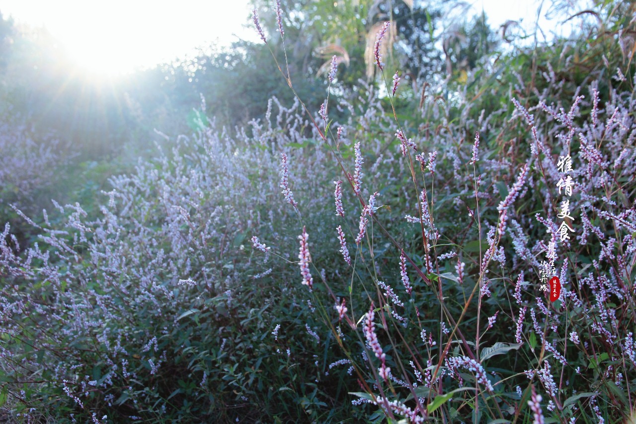 俗称"酒曲草",比辣椒还辣,却是天然酿酒食材,如今可珍贵了