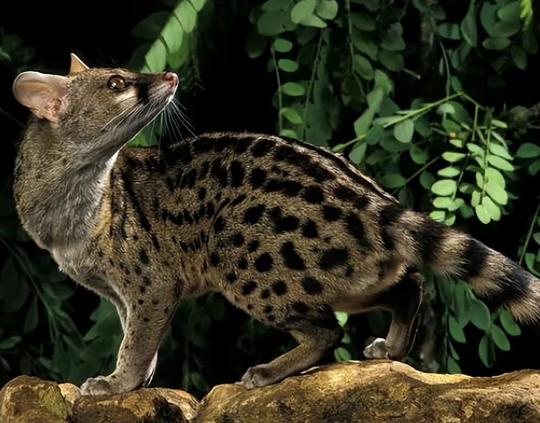 马岛缟狸交配期内长达8个小时,原来靠的是身体里的一根骨头