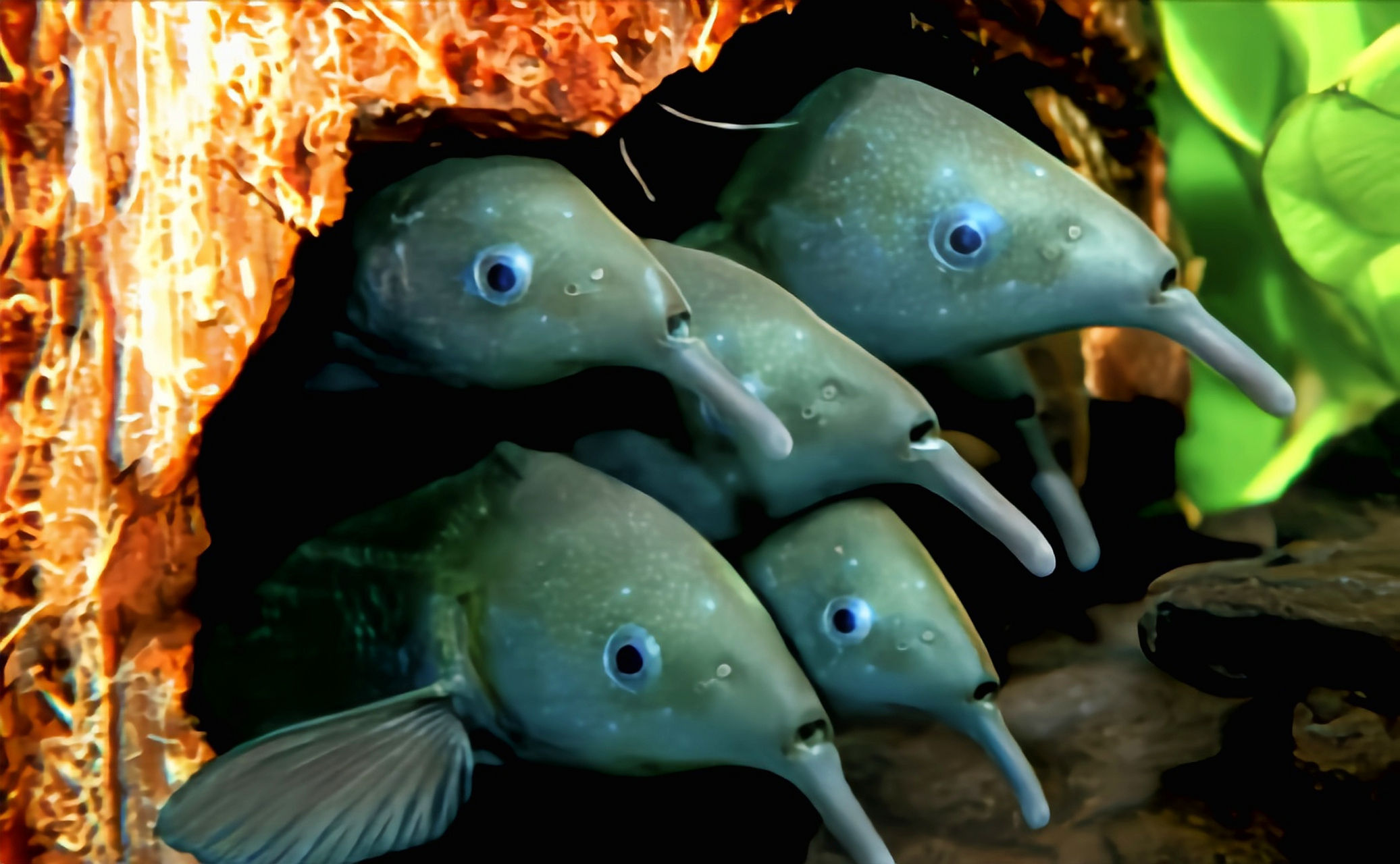 每天认识一种动物——象鼻子鱼 象鼻鱼别名鹳嘴长颌鱼,彼氏锥颌象鼻色