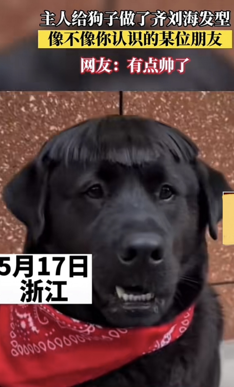 齐刘海狗表情包图片