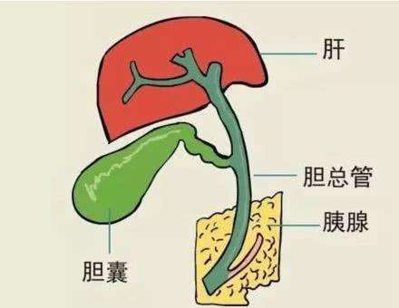 人体消化系统科普