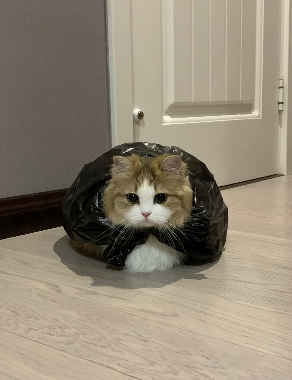 猫大侠的披风挺别致呀,果然长得好看的,套个垃圾袋都漂亮.