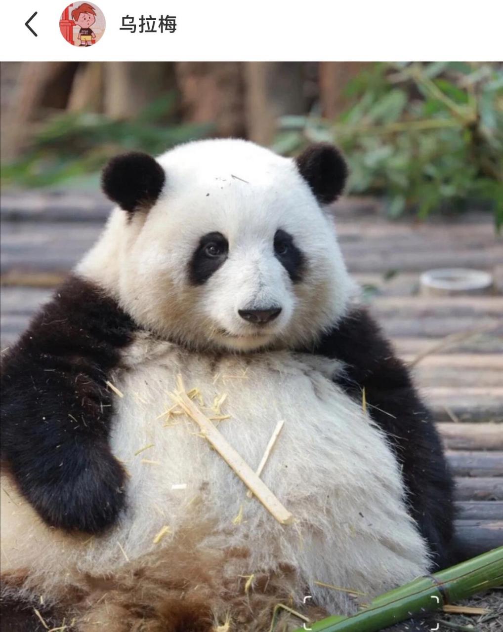 心血来潮想看看熊猫穿反色衣服会是什么模样,太搞笑了[左捂脸]