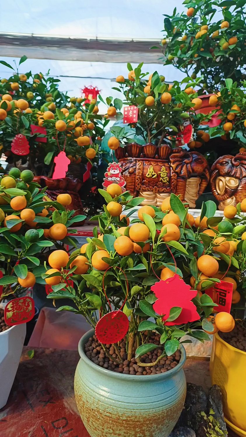 年桔拜年,富贵吉祥,招财进宝!