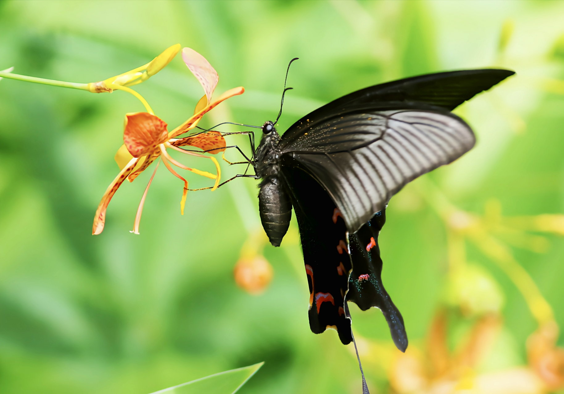 每天认识一种昆虫——穹翠凤蝶 穹翠凤蝶是凤蝶科,凤蝶属昆虫,它是原