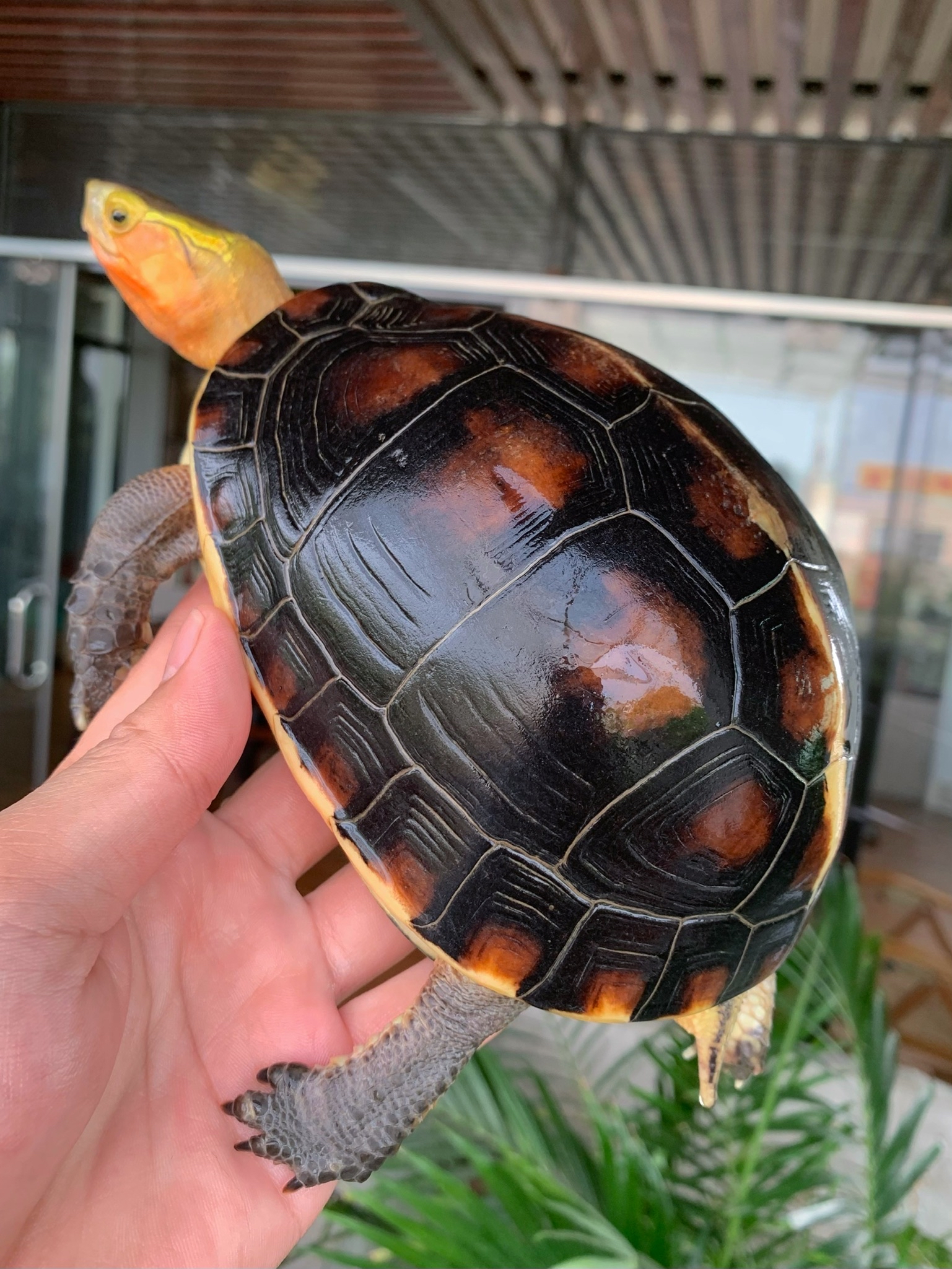 纯种皖南安缘老种龟