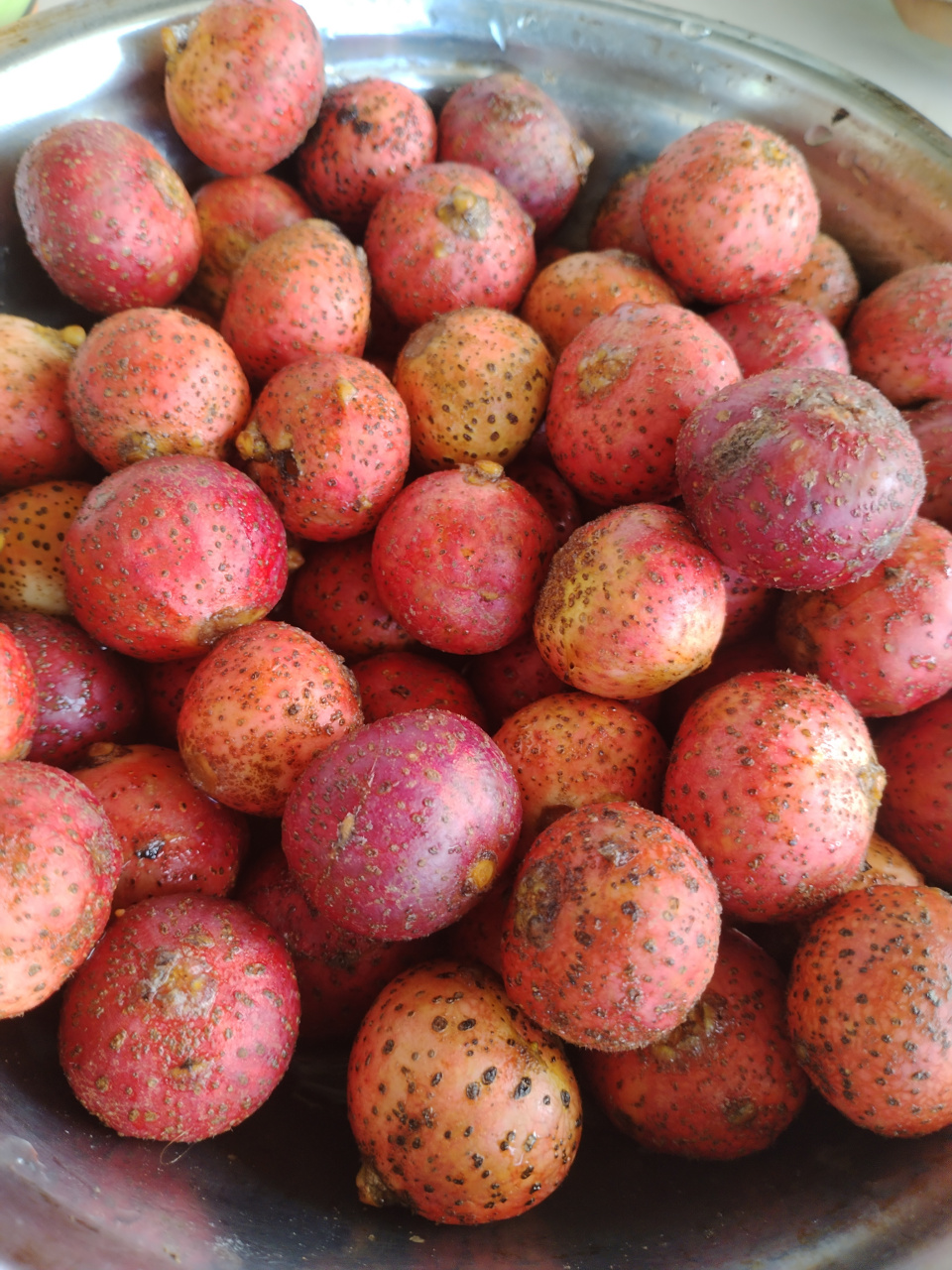 夏季# 野生无花果