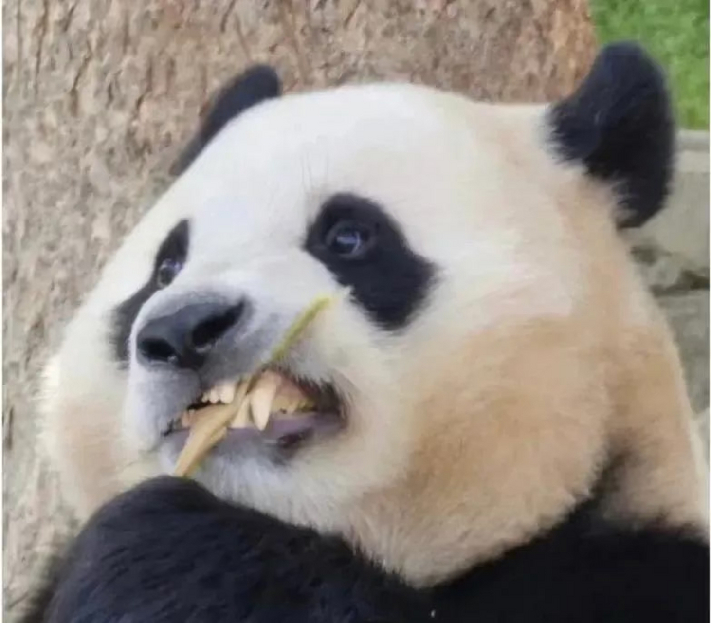 爷爷:哎一古,你熊设崩塌了  #熊猫竹子手抄报