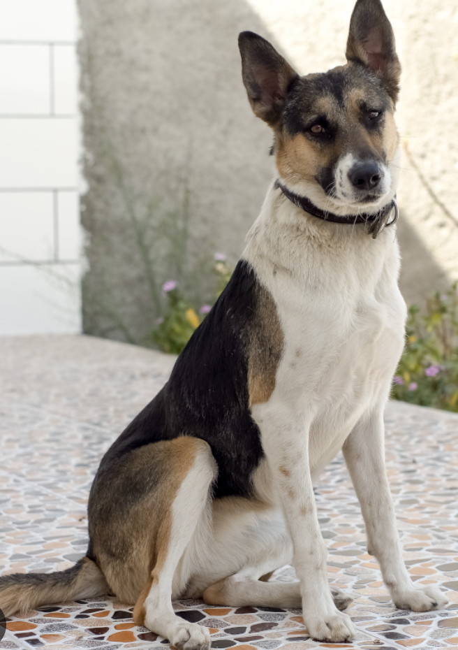 狗狗品种大全之熊猫牧羊犬,蝴蝶犬,帕森罗素梗,帕特大勒梗犬