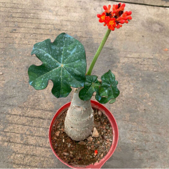 佛肚海棠的养护繁殖方法大揭秘