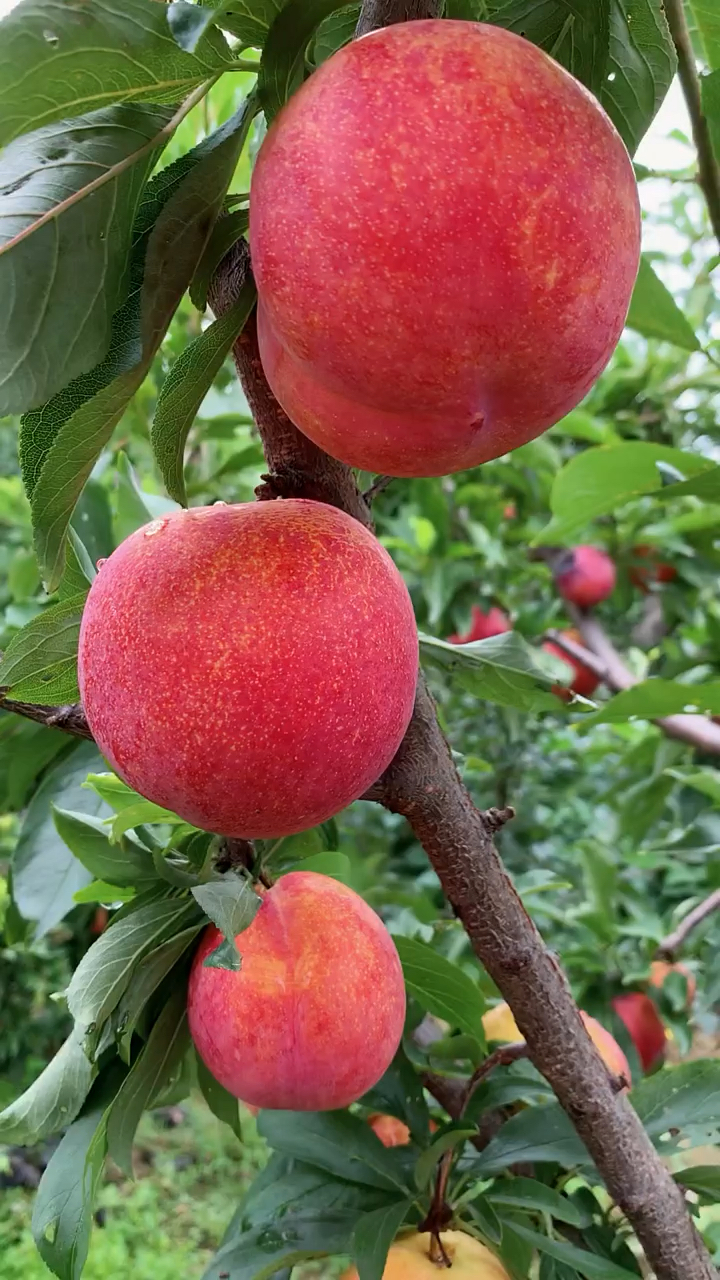 大红袍李子苗价格哪里有大红袍李子苗大红袍李子苗多少钱一棵