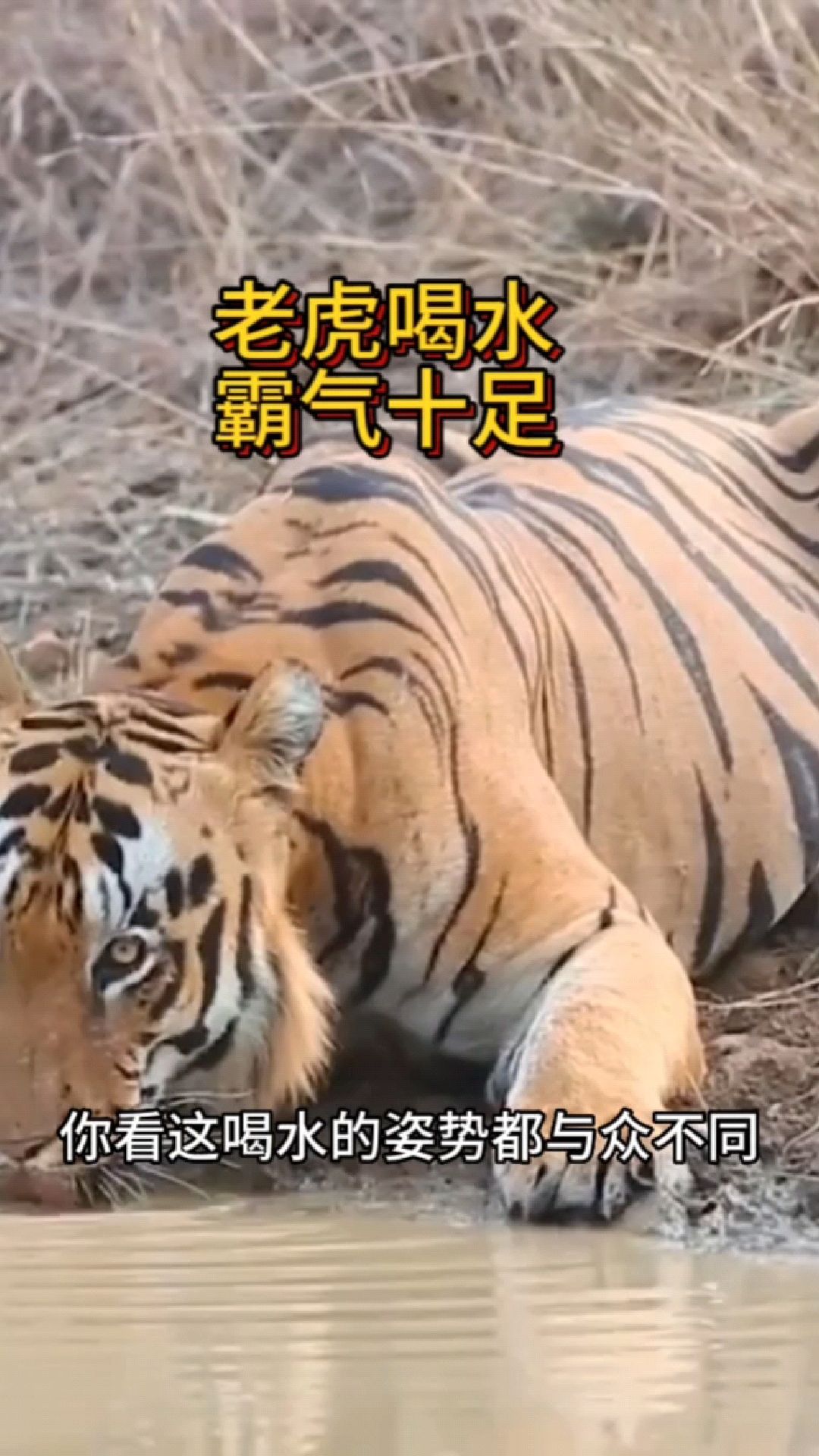 老虎喝水肌肉图片