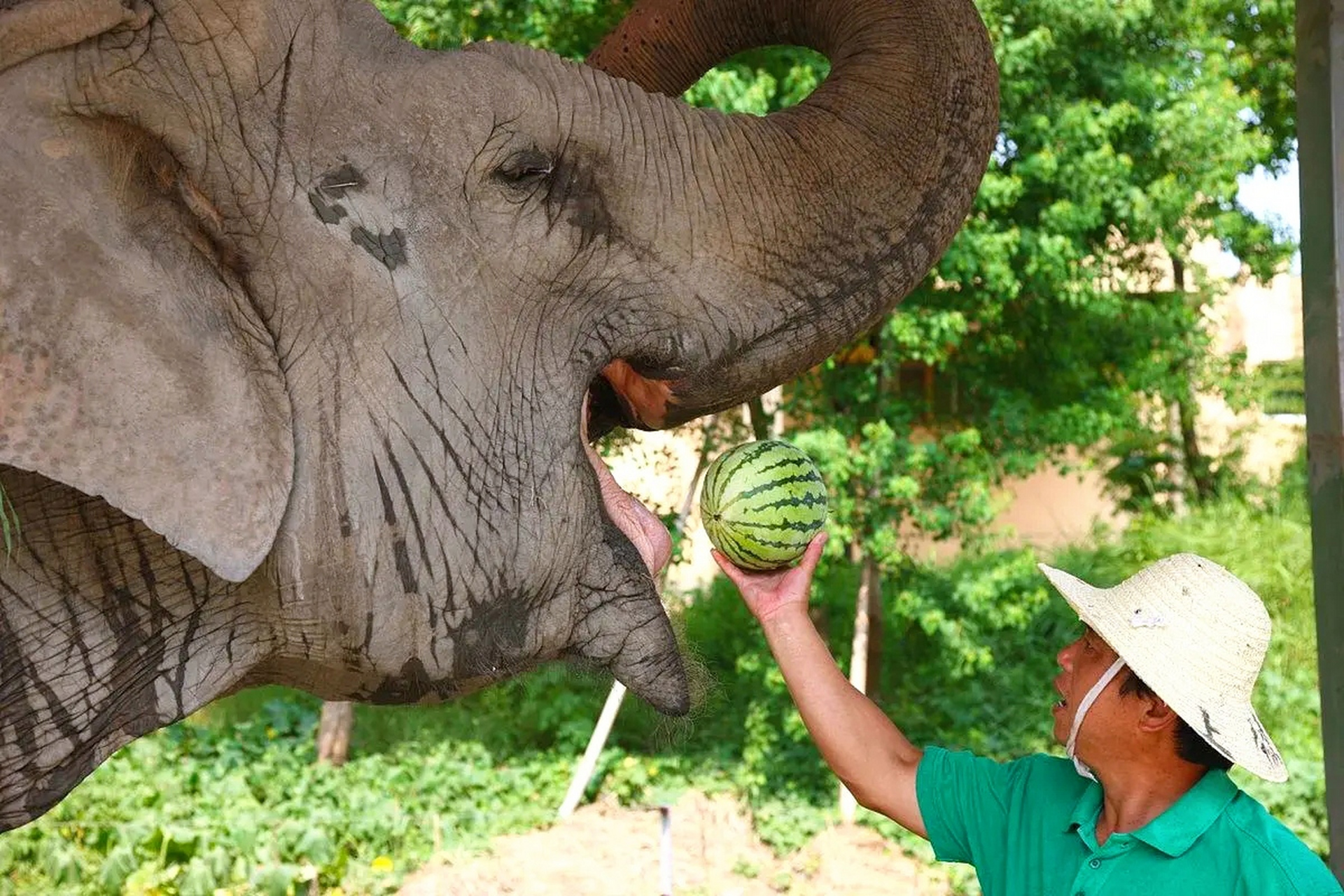 大象吃西瓜,仿佛吃了一颗芝麻[大笑]#动物趣图