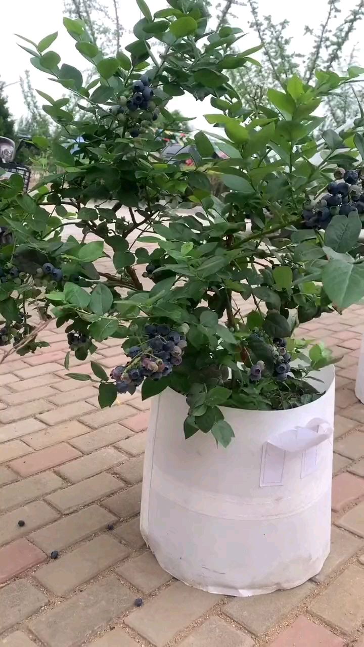 全基质培育盆景大蓝莓带果发货