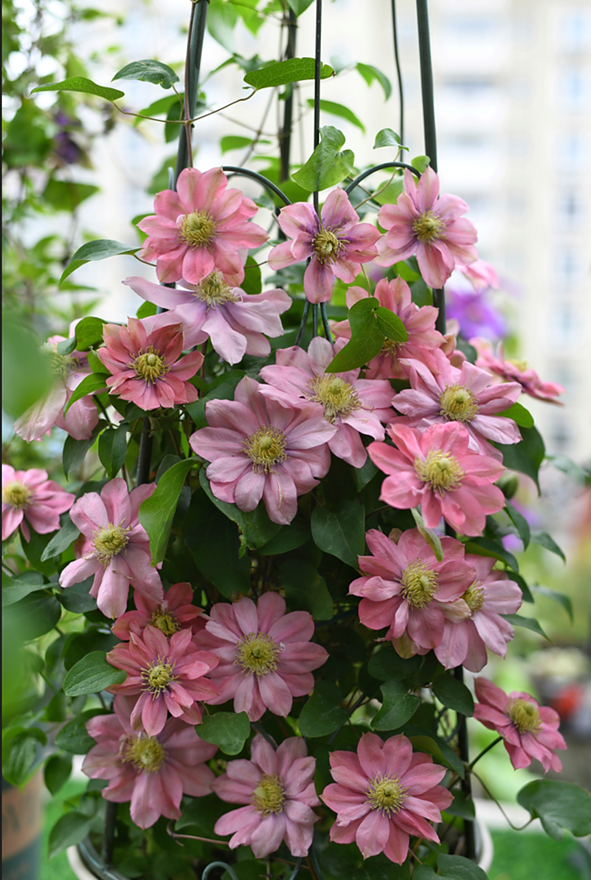 粉红色铁线莲"小美人鱼" ①花色好看.