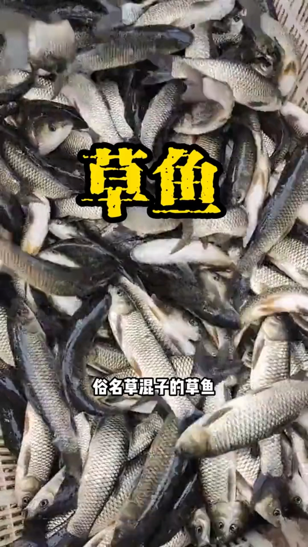 俗名草混子鱼也叫草鱼,草皖,是四大家鱼之一-度小视