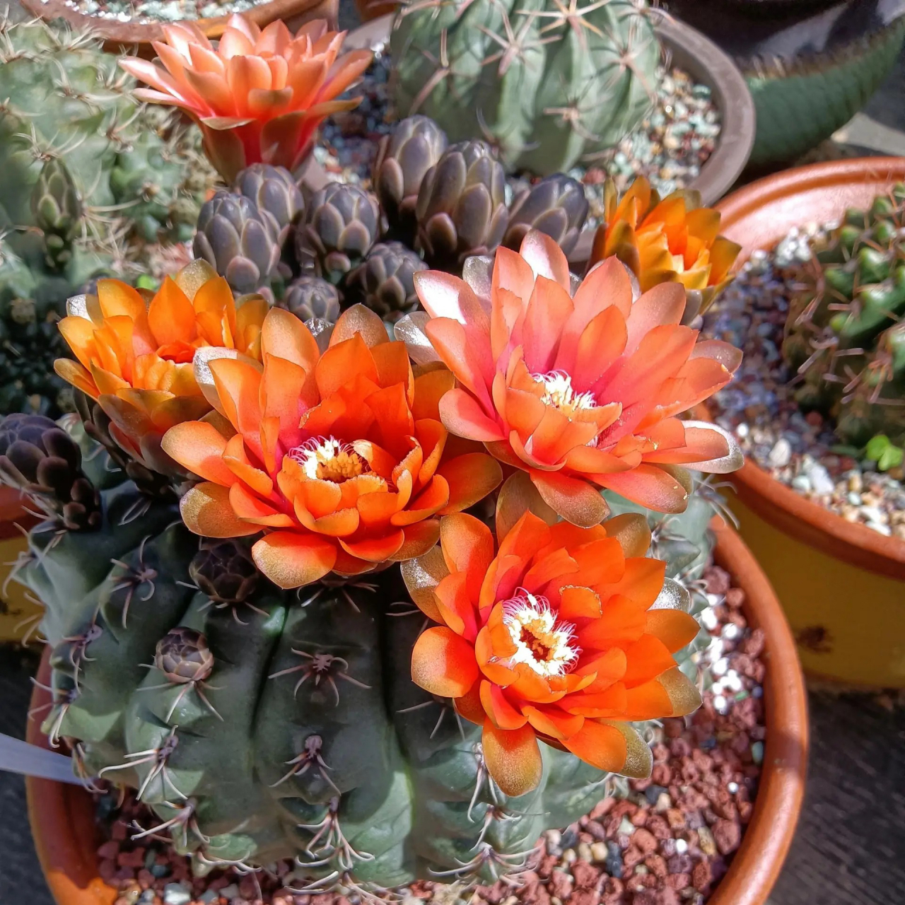 喜欢爱开花的仙人球,一定不要错过绯花玉,谁养谁说好