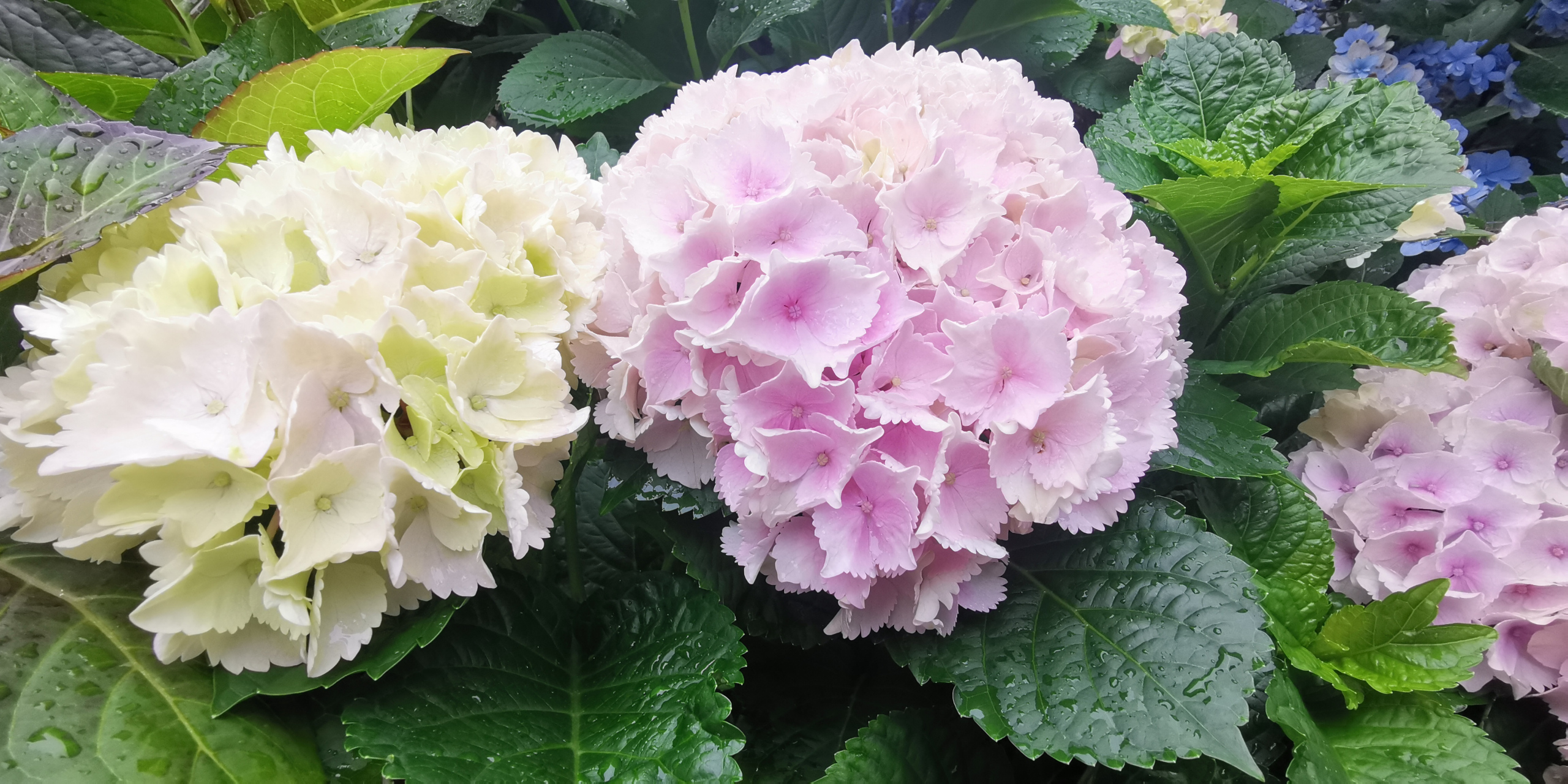 园艺# 绣球篇:品种名称魔幻海洋,花朵巨大,又是一款自带仙气的绣球花