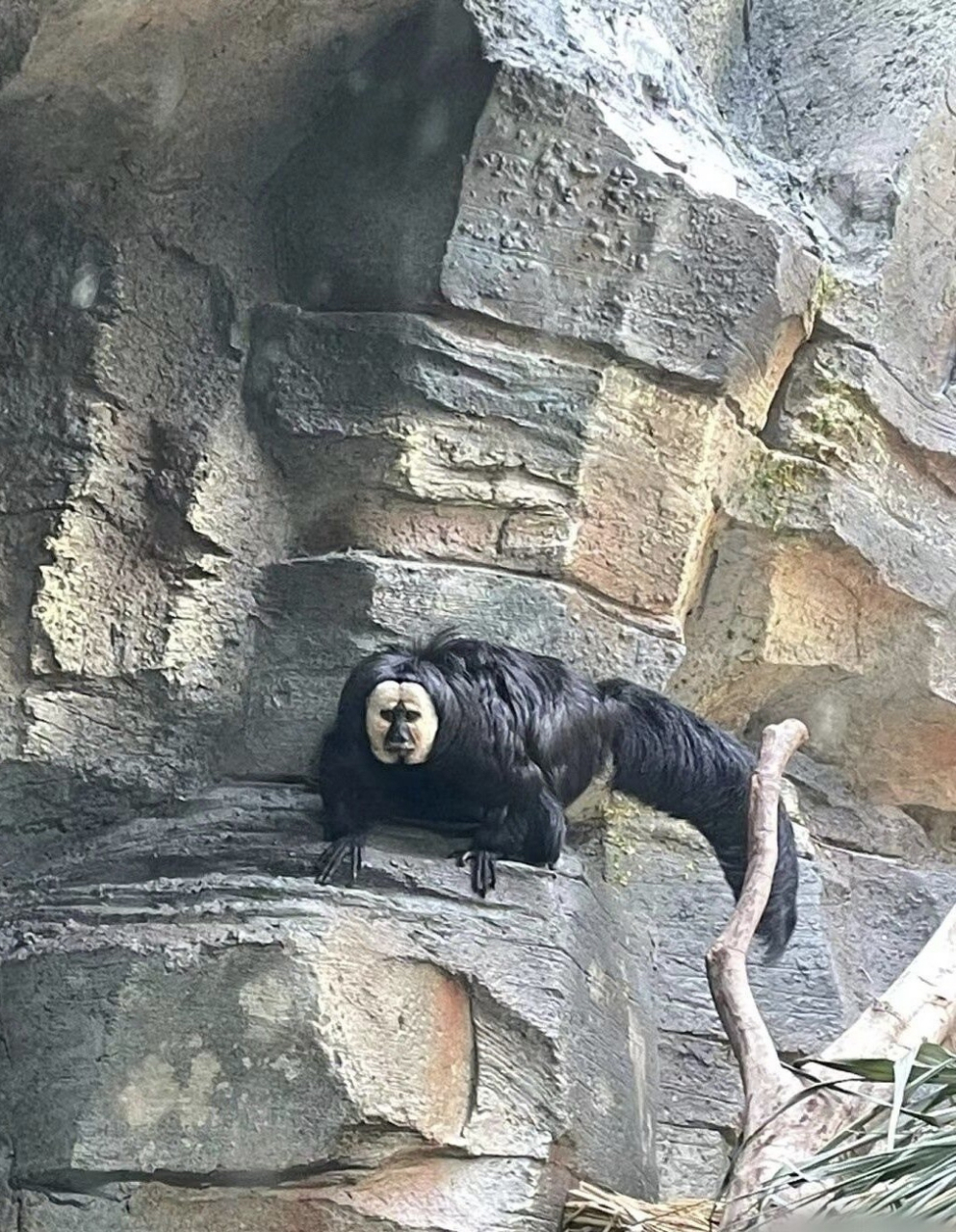 猴子?水鬼?老鹰吗?是人是鬼?感觉是山海经里出来的吧,怎么这么吓人.