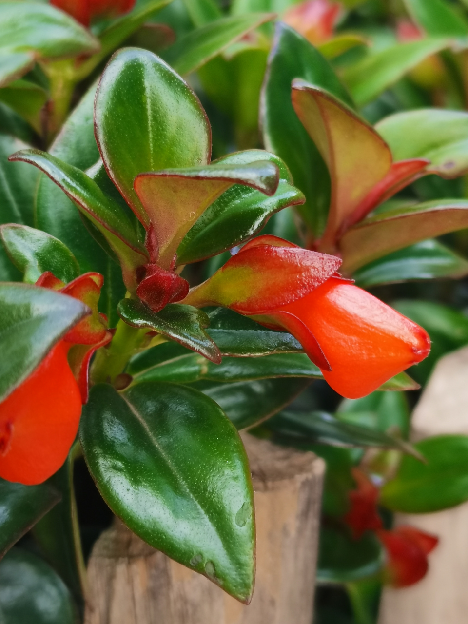 金鱼吊兰(金鱼花,袋鼠吊兰)  7815苦苣苔科袋鼠花属的多年生草本.