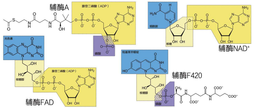 碱基配对原则图片