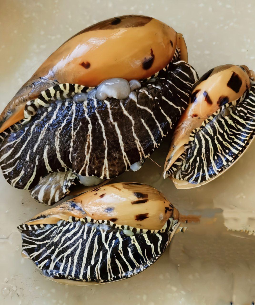 每天认识一种动物——椰子螺 椰子螺别名瓜螺,油螺