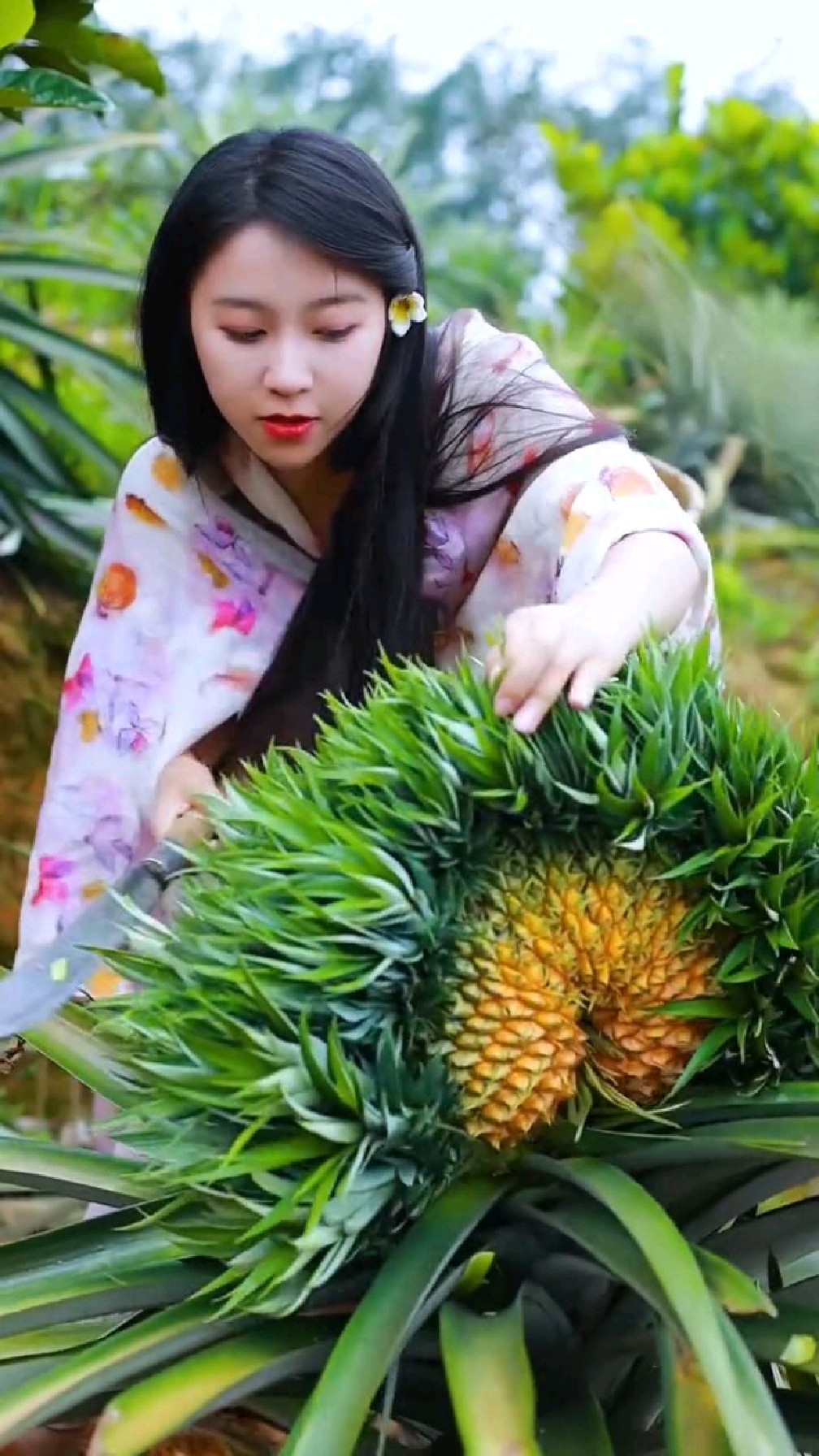美女家的菠萝蜜好大呀!