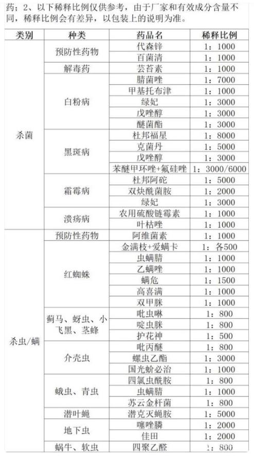 月季花病虫害防治以及常用药！