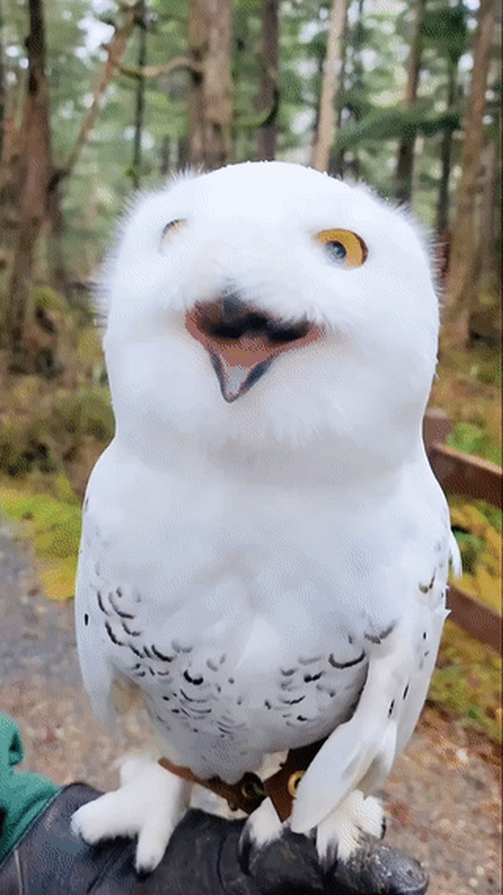 爱笑的雪鸮