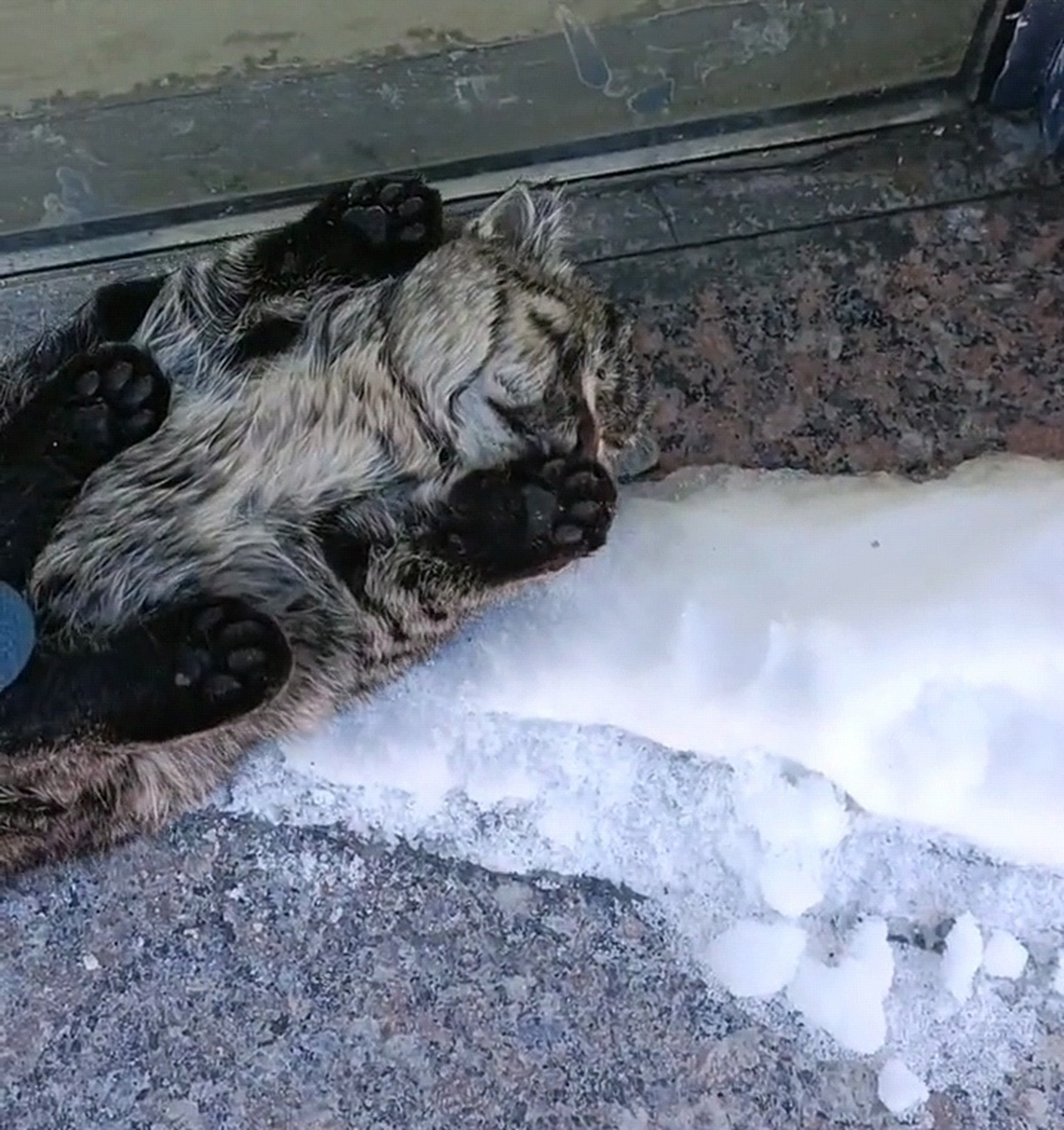 可怜的小猫咪都已经冻僵了,这还能抢救过来吗?