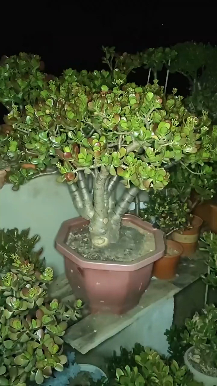 黄金花月大老桩