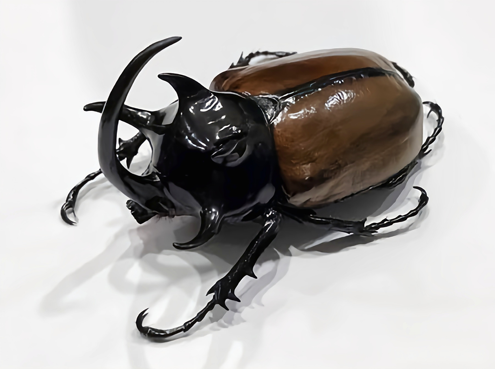 每天认识一种昆虫——五角大兜虫 五角大兜虫别名细角疣犀金龟,鞘翅目