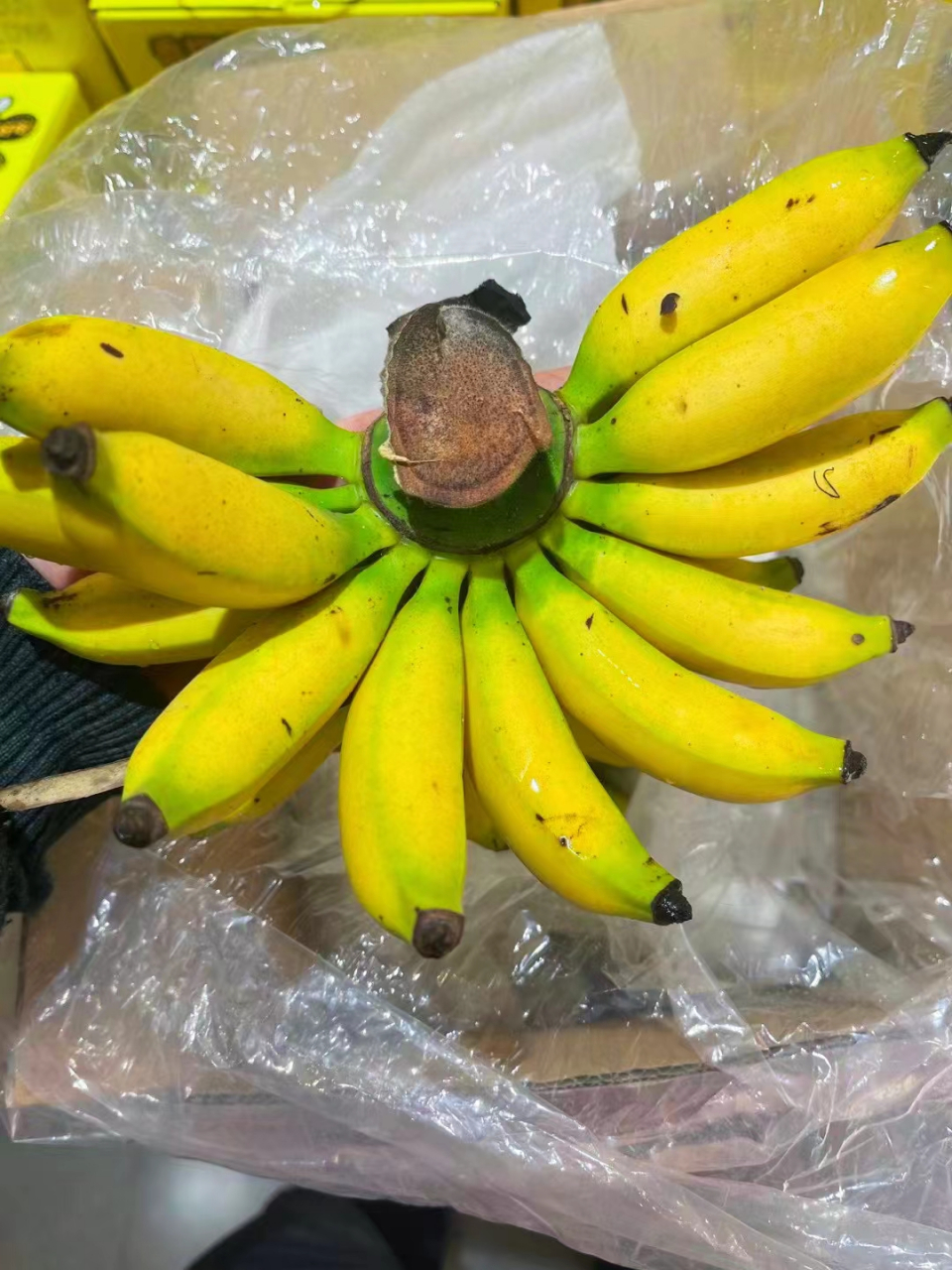小甜甜皇帝蕉,带箱6.8斤,9050/箱