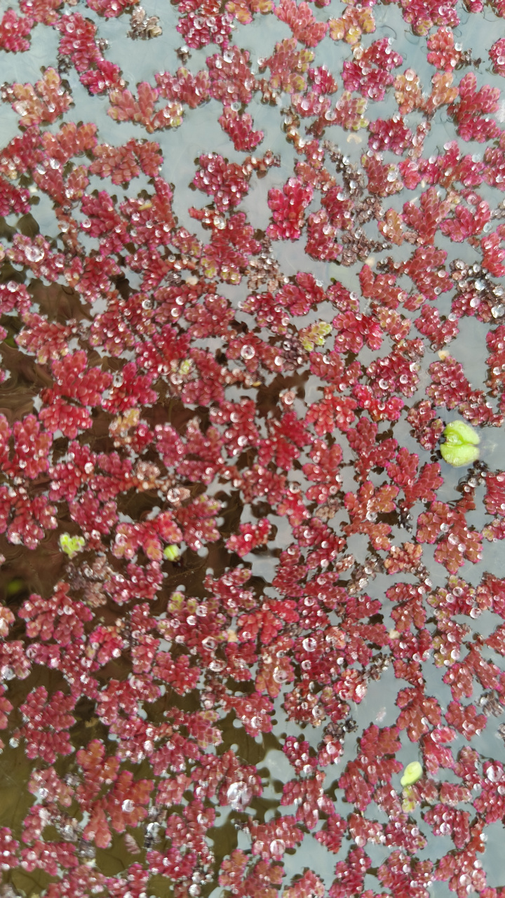今天下乡在野外看到一大片红浮萍生长在稻田里,还挺好看的.