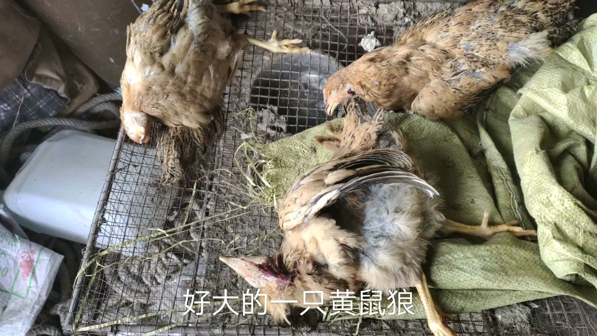 黄鼠狼太欺负人,把一笼子的小鸡都咬死,想收拾它,有什么办法?