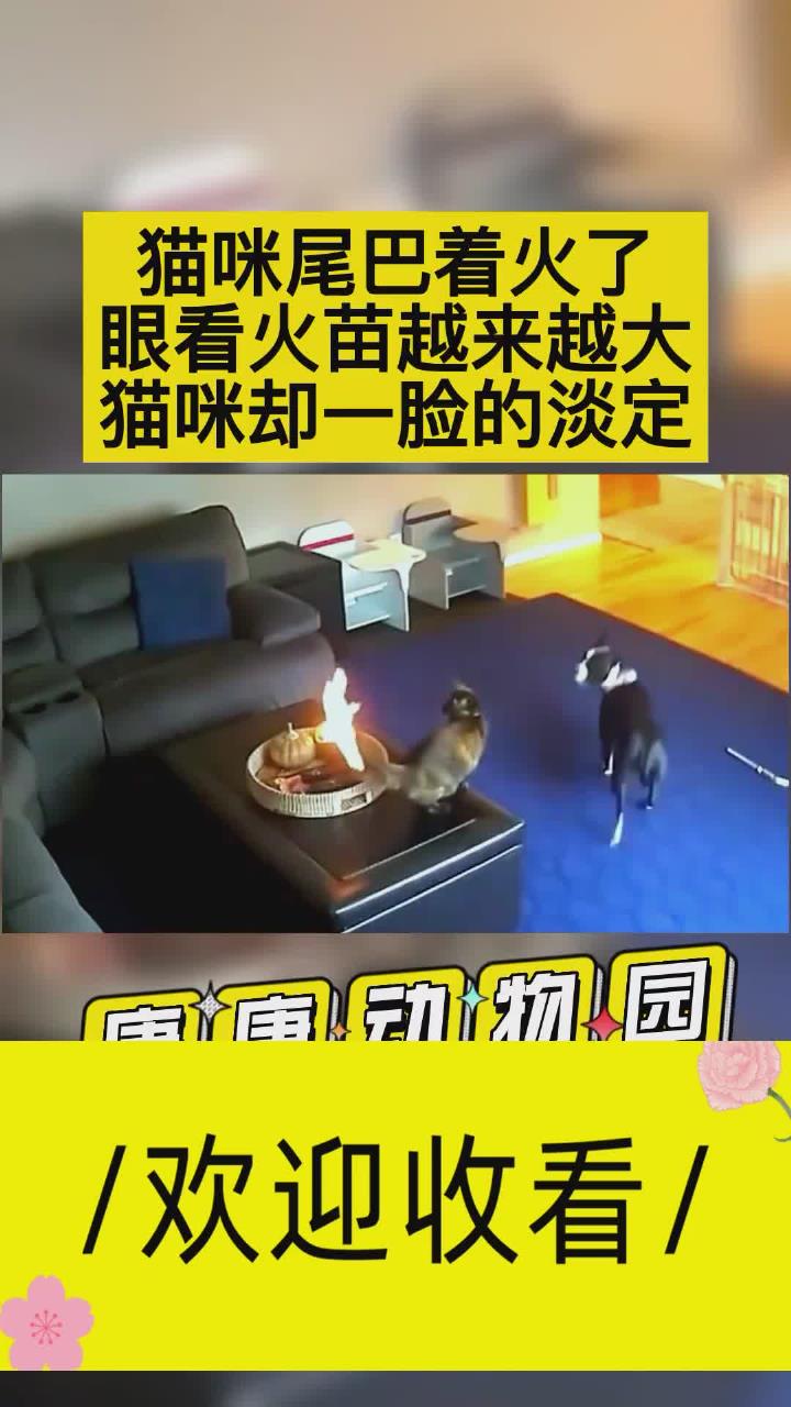 猫咪尾巴着火了.眼看火苗越来越大,猫咪却一脸的淡定