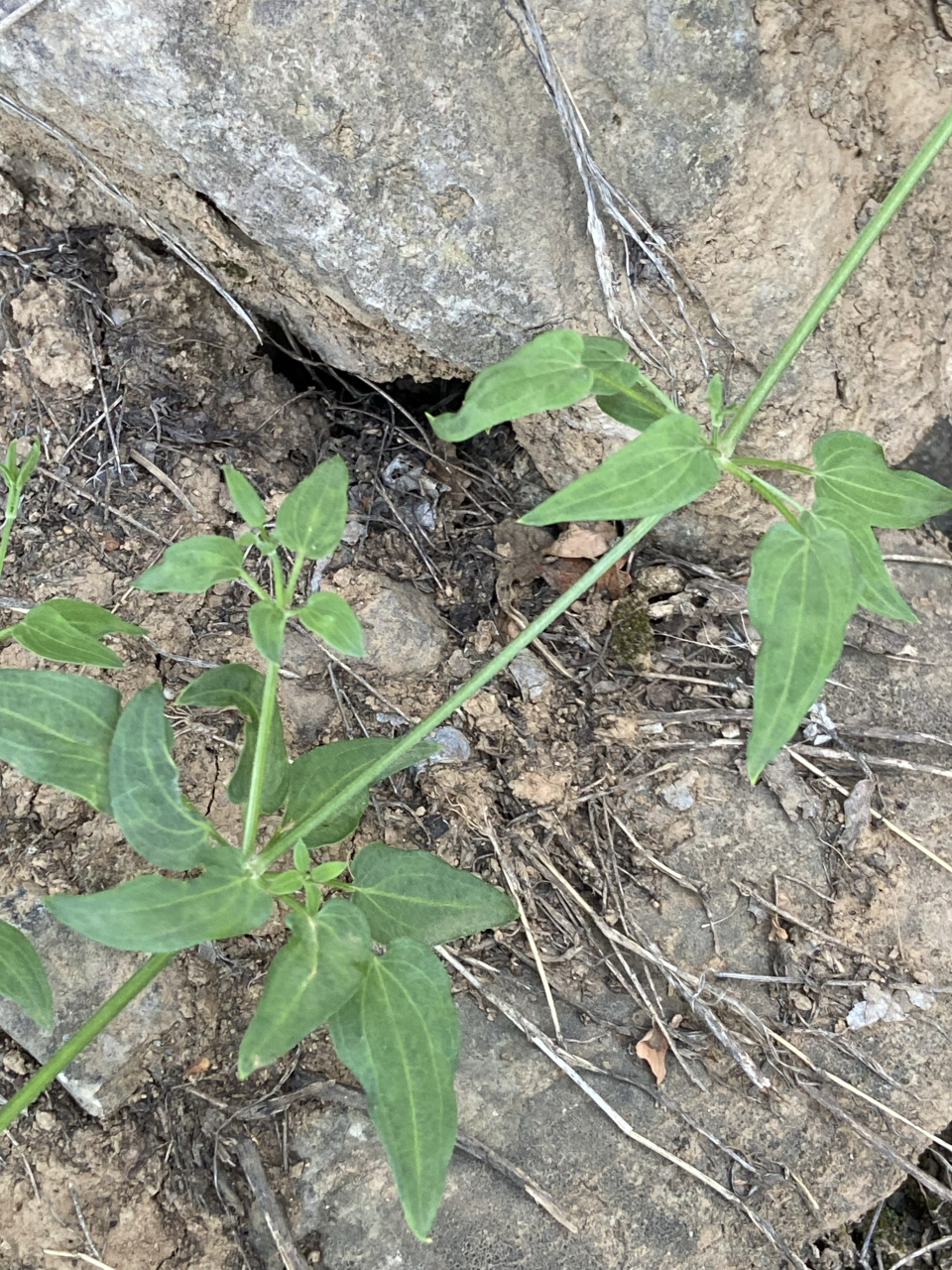 《诗经》里的植物(2)  茹藘lǘ:今天的茜草.茜草根可作红色染料.