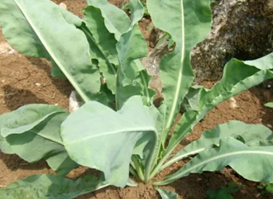 奥斯曼是什么植物