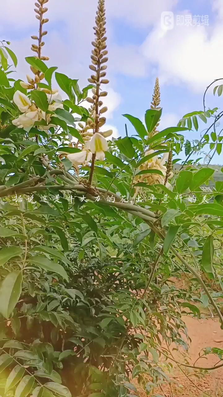 谁说我牛大力就不配拥有美丽的花朵呢!-度小视