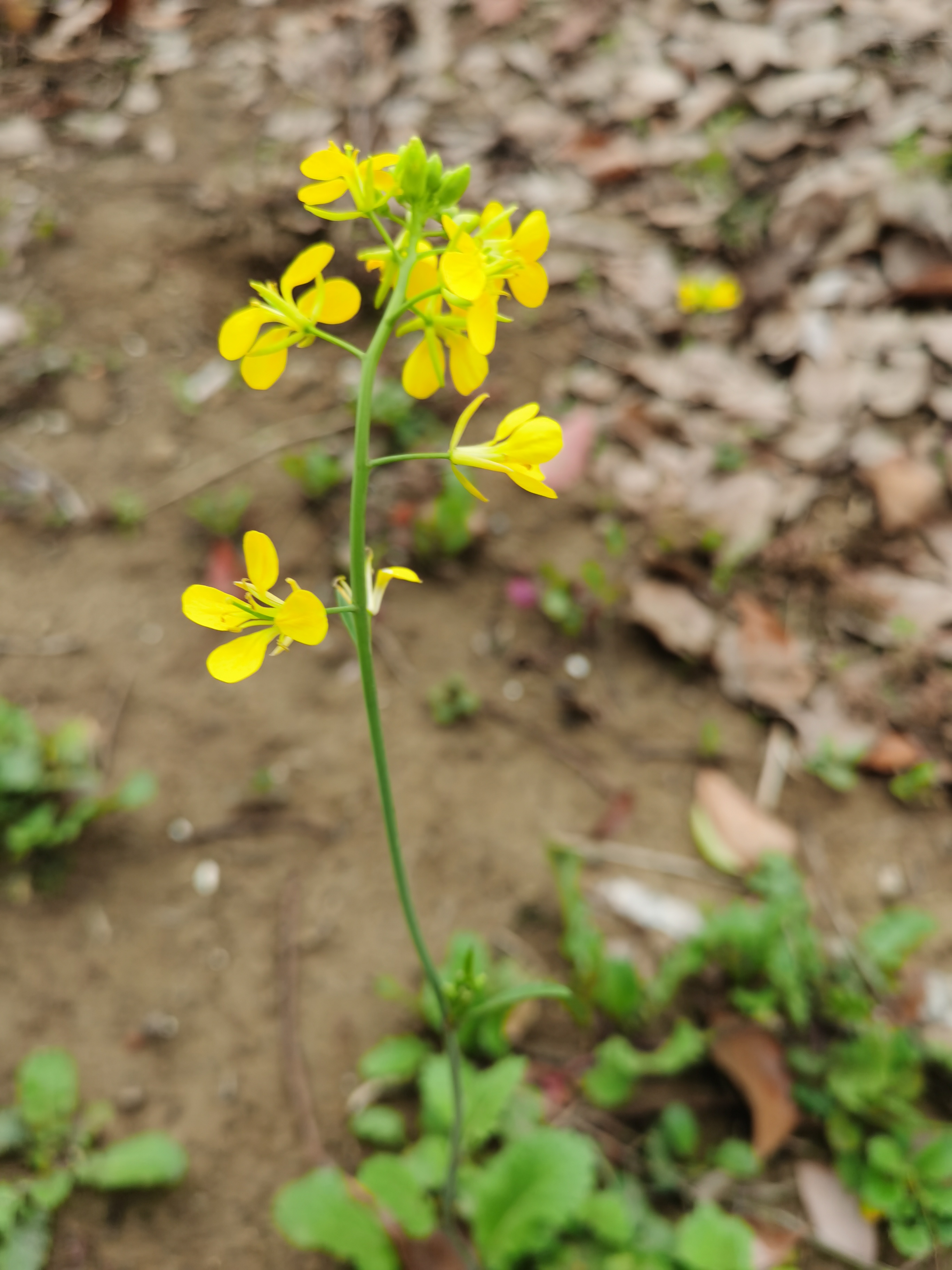 野辣菜的花