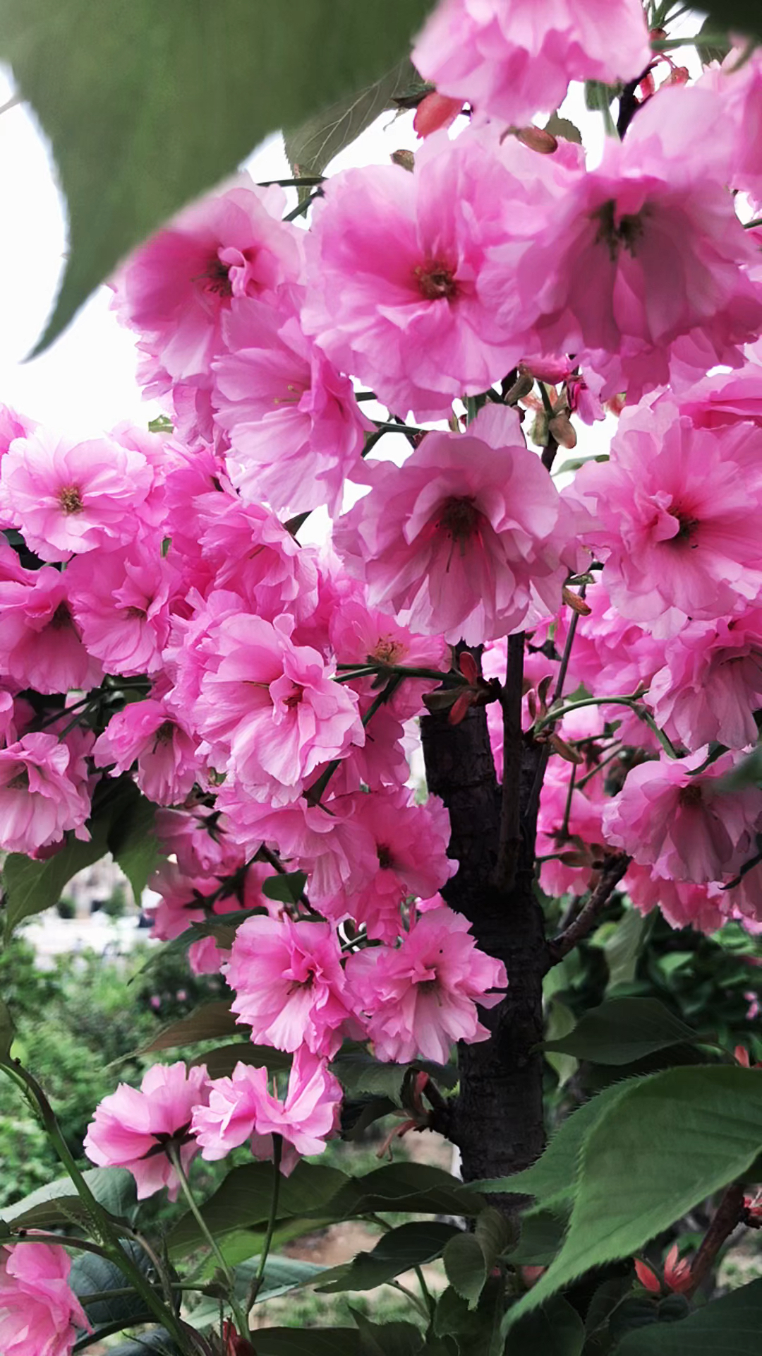 妖娆妩媚的樱花盛开,渲染了春四月-度小视