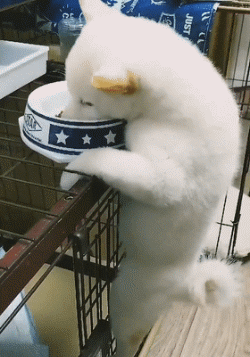 干饭汪,干饭魂,论一只吃货狗子的自我修养!