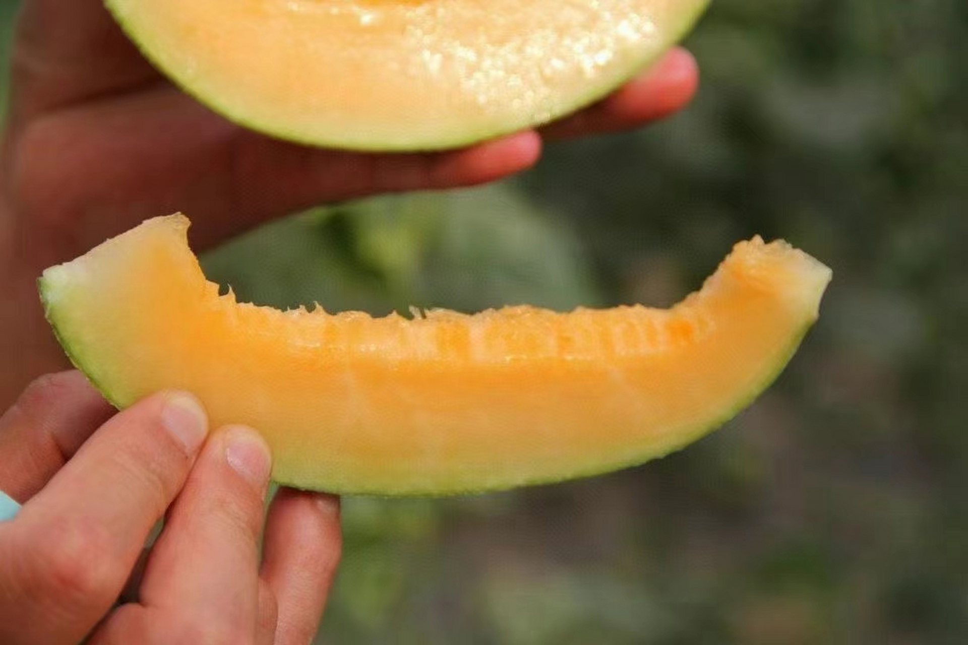 精选西州蜜25号品种, 果肉质厚,甜度高,肉厚细质, 香甜清脆,水分足