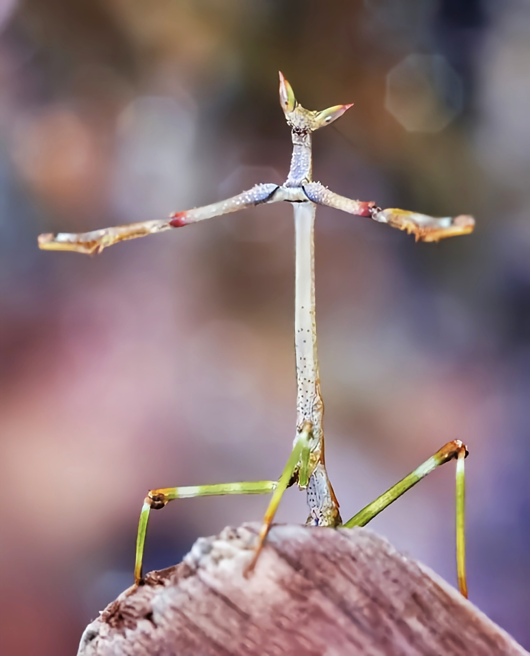 每天认识一种动物——巨型非洲棍螳螂 巨型非洲棍螳螂别名猫眼螳螂