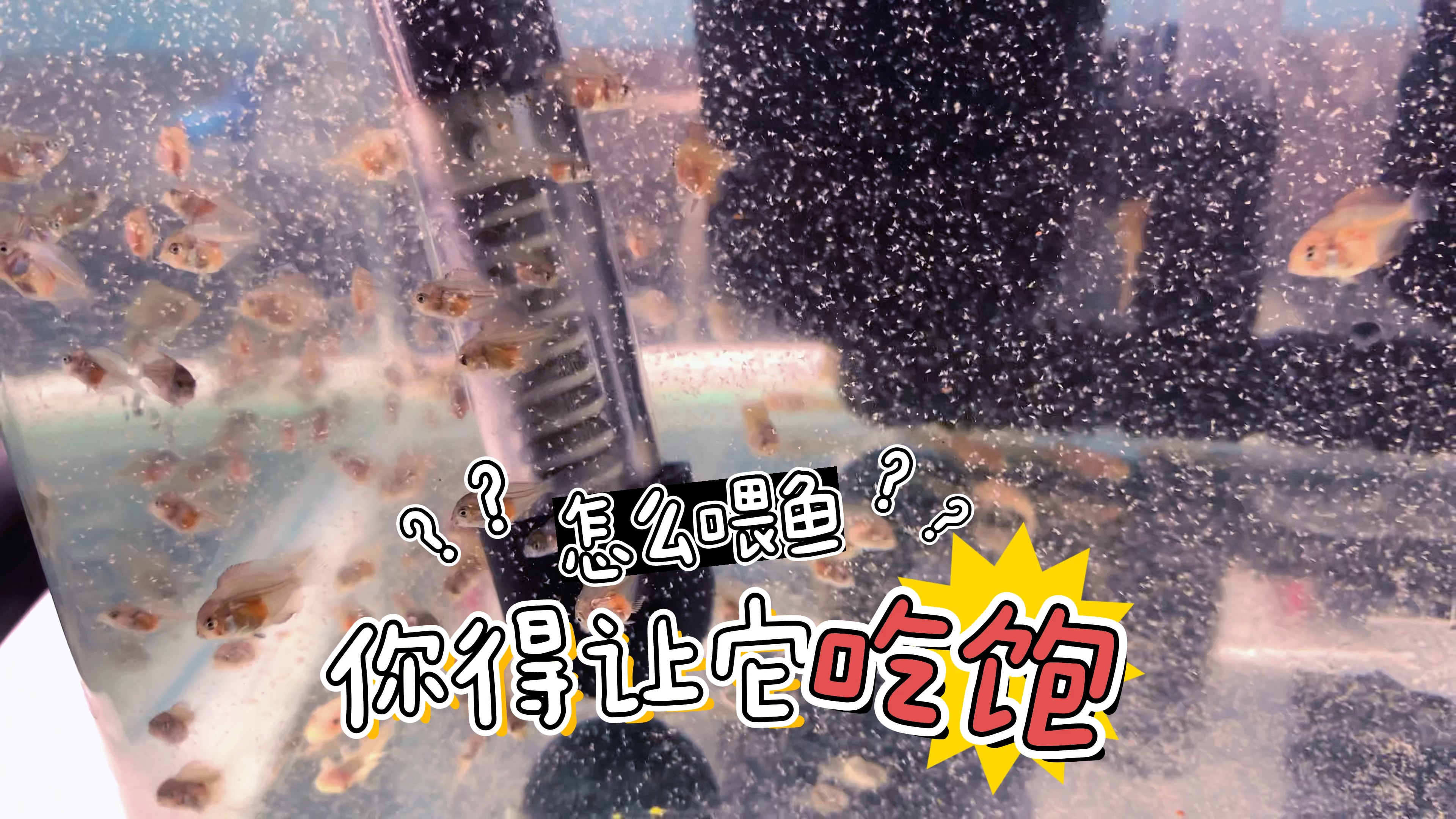你真的会喂鱼吗?喂鱼那就必须要让它吃饱。丰年虾卤幼自助可劲造