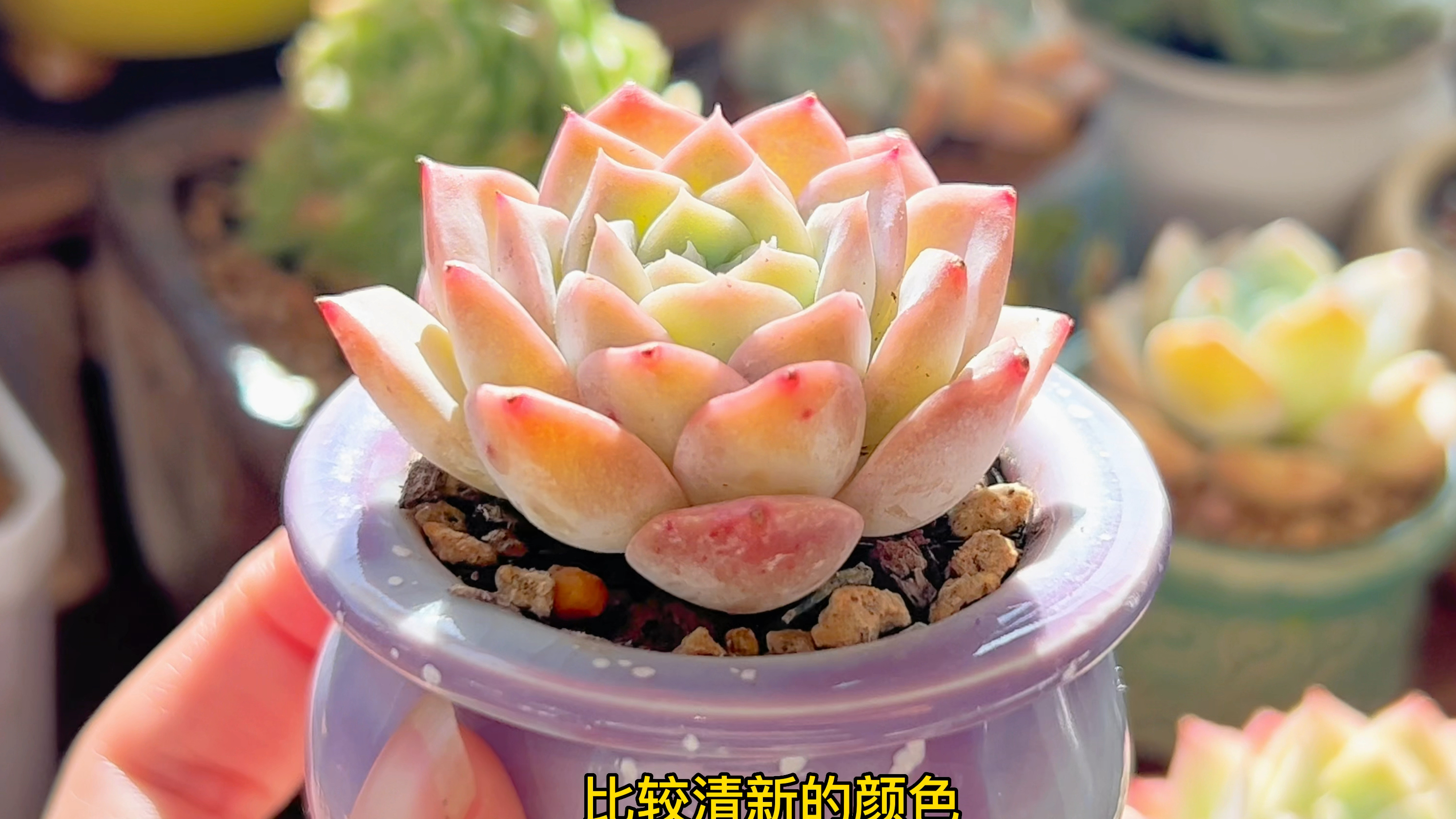 晴天多了养多肉并不一定都是好事,多肉容易猪肝色,也有办法应对