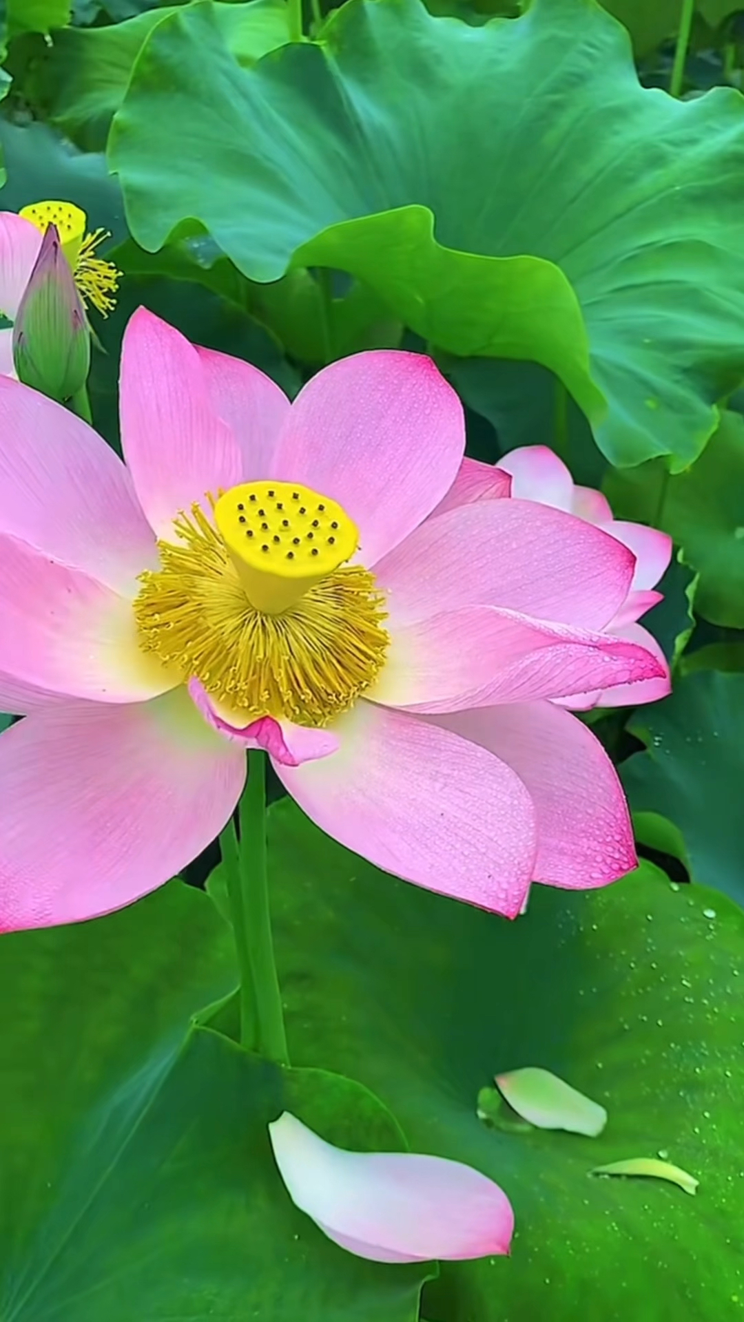 夏日荷花,美丽景色旅游