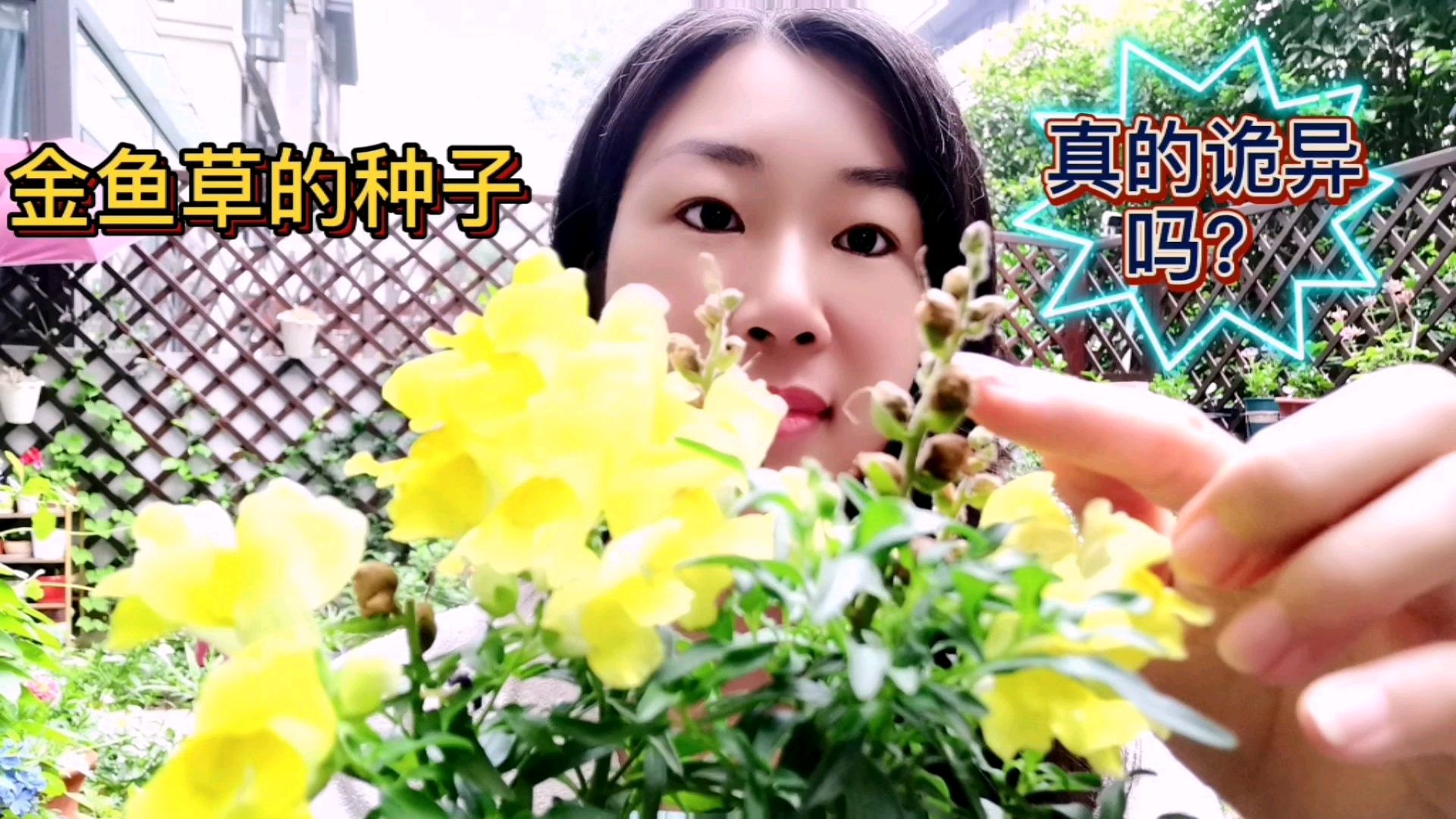网上有传:金鱼草的种子很诡异!是真的吗?来一起验证下!
