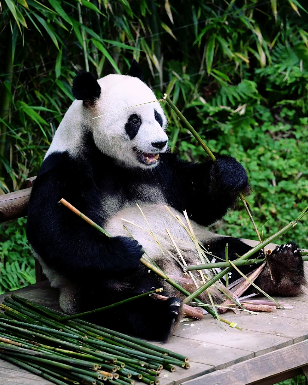 大熊猫的名称是怎么来的呢?