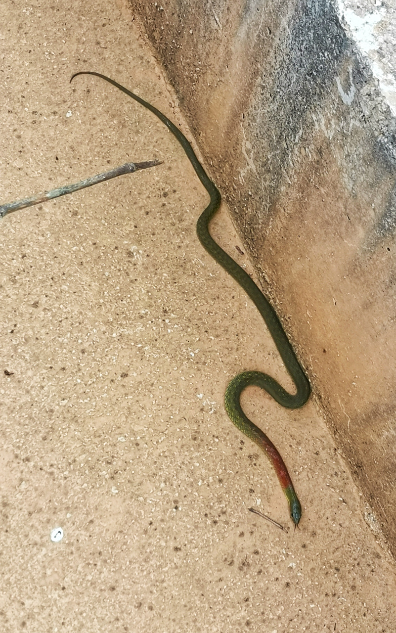 在云南看到红脖子蛇,还是保护动物